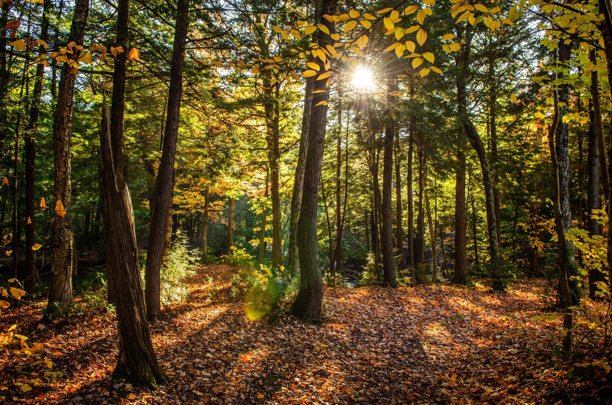 Nature forest